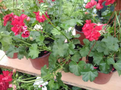 Prvi Sajam cveća u Bačkoj Palanci Prvi Sajam cveća u Bačkoj Palanci