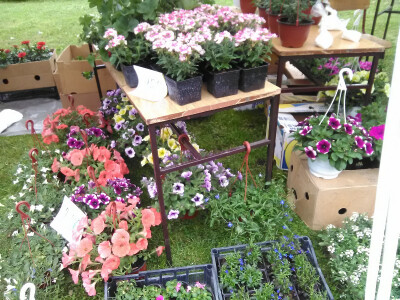 Prvi Sajam cveća u Bačkoj Palanci Prvi Sajam cveća u Bačkoj Palanci