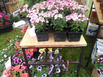 Prvi Sajam cveća u Bačkoj Palanci Prvi Sajam cveća u Bačkoj Palanci