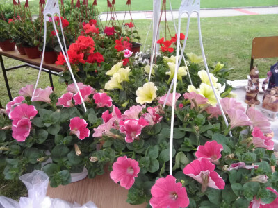 Prvi Sajam cveća u Bačkoj Palanci Prvi Sajam cveća u Bačkoj Palanci