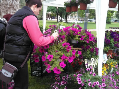 Prvi Sajam cveća u Bačkoj Palanci Prvi Sajam cveća u Bačkoj Palanci