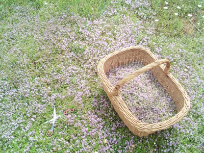 Košara s ljekovitim travama