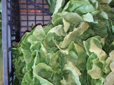 Lefkada, Nidri - cene namirnica