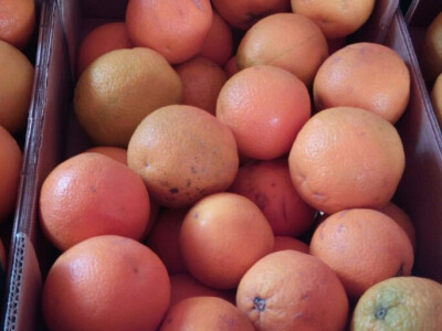 Lefkada, Nidri - cene namirnica