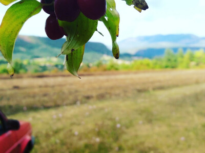 Đuro Pećanac bavi se preradom drenjine