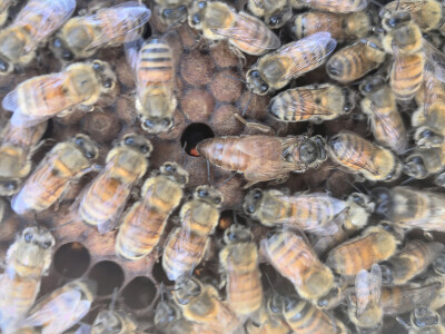 Pčele o kojima brine Vuk