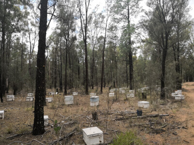 Košnice u Australiji