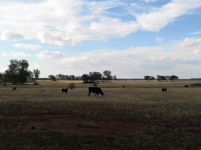 Stočarska oblast u Australiji