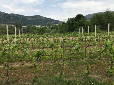 OPG Mihaljević iz Dusine kod Vrgorca