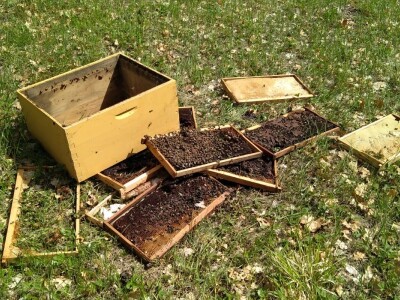 Šteta u pčelinjaku Jakova Čaglja