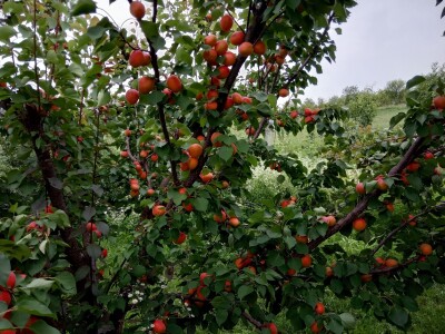 Gazdinstvo Kovačević