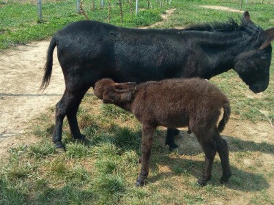 OPG INFINITY OPG INFINITY