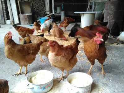 Za dobar kvalitet potrebno je dosta rada i ulaganja