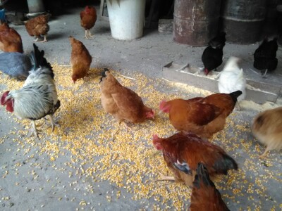 Za dobar kvalitet potrebno je dosta rada i ulaganja