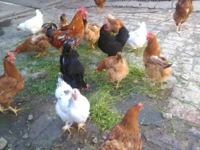 Za dobar kvalitet potrebno je dosta rada i ulaganja