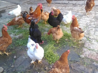 Za dobar kvalitet potrebno je dosta rada i ulaganja