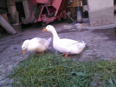 Za dobar kvalitet potrebno je dosta rada i ulaganja