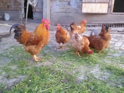 Za dobar kvalitet potrebno je dosta rada i ulaganja