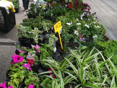 Osječka tržnica Osječka tržnica