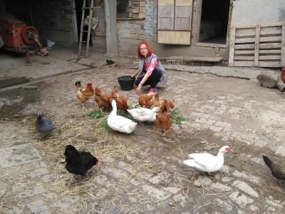 Kokoške i organski uzgoj