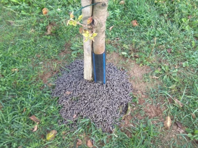 Ecodig