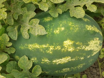 Neretvanske lubenice