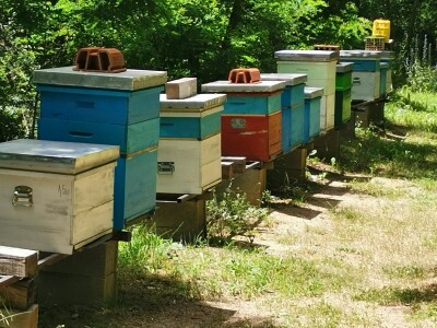 Bagremova paša je bila slaba, u proseku 8kg po košnici Bagremova paša je bila slaba, u proseku 8kg po košnici