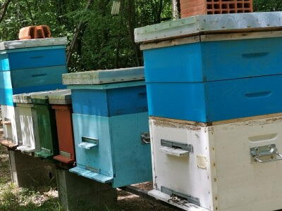 Bagremova paša je bila slaba, u proseku 8kg po košnici Bagremova paša je bila slaba, u proseku 8kg po košnici