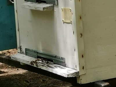 Bagremova paša je bila slaba, u proseku 8kg po košnici Bagremova paša je bila slaba, u proseku 8kg po košnici