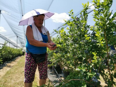 Dobar rod borovnice uprkos teškoćama