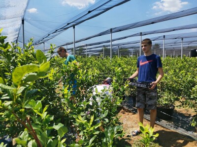 Dobar rod borovnice uprkos teškoćama