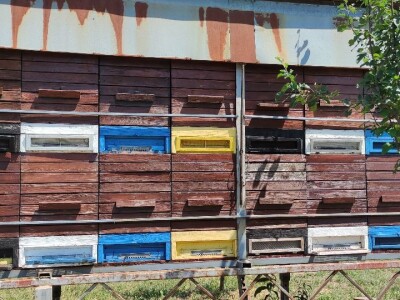 Opstanak pčelarenja u eri ekstremnih klimatskih pojava Opstanak pčelarenja u eri ekstremnih klimatskih pojava