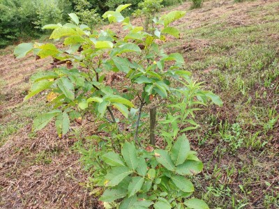 Ekološki nasadi oraha