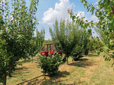Jagodinski voćari zadovoljni rodom i cenama