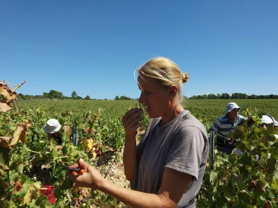 POČELA BERBA GROŽĐA - Adam Kromer iz Zmajevca predvodi berbu u Kraljevskim vinogradima