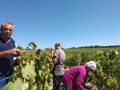 POČELA BERBA GROŽĐA - Adam Kromer iz Zmajevca predvodi berbu u Kraljevskim vinogradima