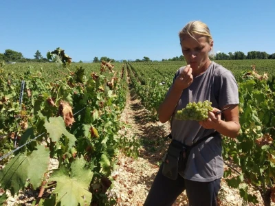 POČELA BERBA GROŽĐA - Adam Kromer iz Zmajevca predvodi berbu u Kraljevskim vinogradima
