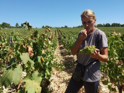 POČELA BERBA GROŽĐA - Adam Kromer iz Zmajevca predvodi berbu u Kraljevskim vinogradima
