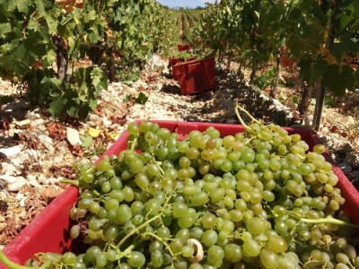 POČELA BERBA GROŽĐA - Adam Kromer iz Zmajevca predvodi berbu u Kraljevskim vinogradima