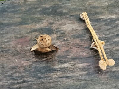 Retke gljive rastu i u okolini Ćuprije