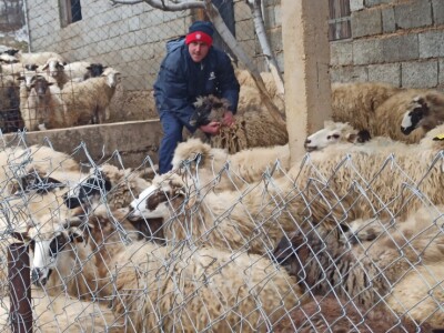 Pobuna stočara na Svilaji