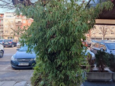 Bambus-Phyllostachys