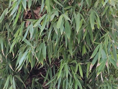 Bambus-Phyllostachys