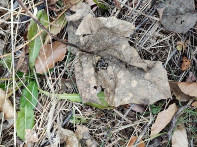 Paulovnija i miskantus