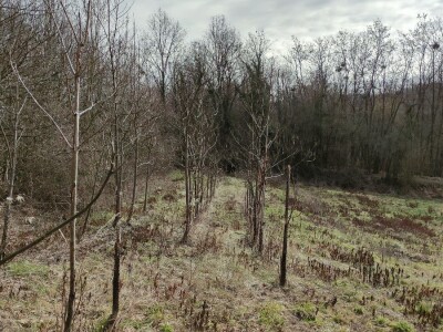 Paulovnija i miskantus