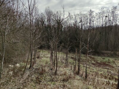 Paulovnija i miskantus