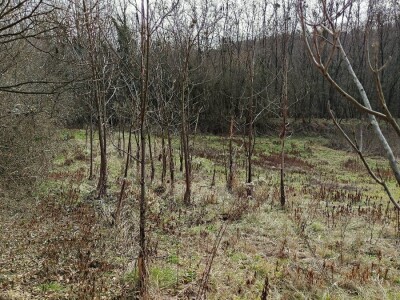 Paulovnija i miskantus