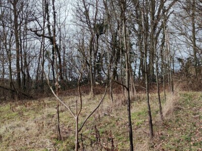 Paulovnija i miskantus