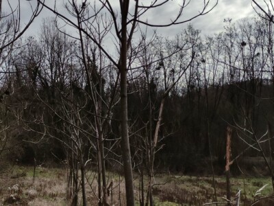 Paulovnija i miskantus