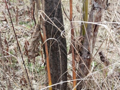 Paulovnija i miskantus